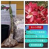 【希少なハイブリッド種】プルメリアのベアルート発根苗 ‘Siam Red' 栽培セット【スリット鉢・プルメリア専用培養土・栽培説明書つき】