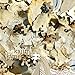 ラッシュ [CD+DVD]