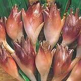 国華園　山菜苗　ミョウガセット　3種15株【※発送が国華園からの場合のみ正規品です】