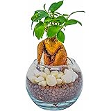 ガジュマル ハイドロカルチャー 本物 ミニ 初心者も簡単メンテ 玄関やダイニングテーブルなどに置ける室内観葉植物 水耕栽培 誕生日 お祝い ギフト プレゼント ラッピング対応