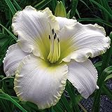 【宿根草】ヘメロカリス「ブリザード・ベイ」