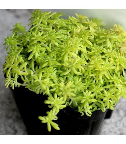 Amazon｜多肉植物 セダム つぶつぶ屋 おひめ 抜き苗｜観葉植物