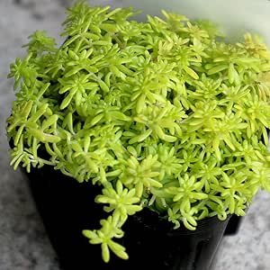 Amazon Co Jp セダム 黄金細葉マンネングサ 3号ポット苗 2個セット 品種で選べる多肉植物 グランドカバー苗 2個セット 学名 Sedum ベンケイソウ科セダム属 多年草 別名 ゴールデンカーペット ゴールドカーペット 原産地 日本 セダムは