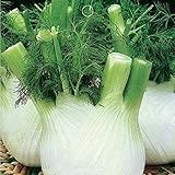 Europe fragrant bulb fennel seeds organic vegetable 100seed
