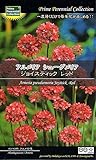 アルメリア シューダメリア ジョイスティック レッド　Prime Perennial Collection　花　ＬｉｆｅｗｉｔｈＧｒｅｅｎ