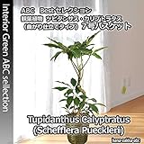 丈夫でお洒落 【送料無料】 ツピダンサス・カリプトラタス 曲がりタイプ・７号鉢 バスケット・受皿付