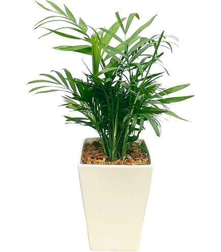 【現品】ミツヤヤシ　ミエミツヤシ（トライアングルパーム・三角ヤシ）　9号　あ７番 現品】ミツヤヤシ ミエミツヤシ（トライアングルパーム・三角