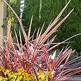 コルジリネ：エレクトリックピンク3号ポット[ピンクとパープルがきれい！寄せ植えのワンポイントに] ノーブランド品