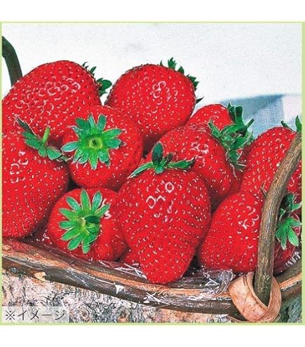 Amazon | 苺（イチゴ） とちおとめの苗（3苗セット） | 野菜
