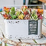 多肉植物 寄せ植え taniku シャビー ラベル 缶 スクエア Lサイズ （ ホワイト 柄 ）