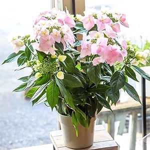 Amazon 冬あじさい 室内で栽培すると２ ４月に開花する全く新しいタイプのアジサイです アジサイ鉢 ラッピングしてお届け 鉢花 鉢植え フラワーギフト アジサイ ハイドランジア 早い者勝ち いろいろな珍しい種類が選べます お急ぎ便 対応 冬あじさい 冬でも室内で