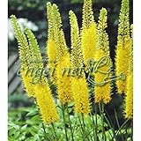 キャンドルリリー[エレムルス]：黄花種 ２株セット[秋植え球根] ノーブランド品