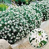 花木苗 四季咲き沈丁花 エターナルフレグランス 1株 / 国華園 24年春商品
