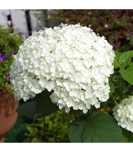 Amazon｜西洋紫陽花アナベル挿し木苗 現物1ポット分 3現物｜観葉植物