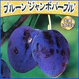 プルーン苗木　ジャンボパープル