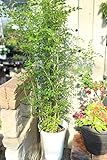観葉植物　シマトネリコ　5号鉢　送料込