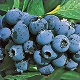 ブルーベリー苗木 ミスティー<サザンハイブッシュ系>(2年生)