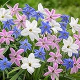 国華園　秋植え球根 ハナニラ（イフェイオン）セット 3種90球(各30球)【※発送が国華園からの場合のみ正規品です】