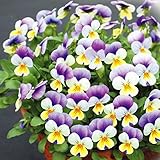 国華園　花苗 ビオラ F1ももか ひぐれももか 3株【※発送が国華園からの場合のみ正規品です】