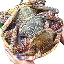 Amazon.co.jp: オス限定！極上のワタリガニ 1杯300-400g 10kg