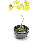 盆栽妙 ちびイチョウ 樹高7cm 銀杏 ミニ盆栽 紅葉 観葉植物 bonsai