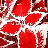 Promotion 150 Rainbow Coleus Seeds Flower Seeds Novel Seed Potted Bonsai Garden Courtyard Balcony Co