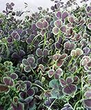 【特選ガーデン苗セット販売】四つ葉のクローバー 12ポットセット(3号) 【まとめ売り】