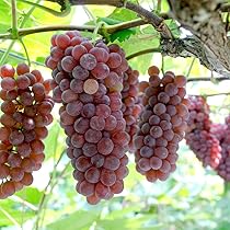 taka様！ブドウの苗木※ナイアガラ3本、デラウェア5本 taka様！ブドウの苗木※ナイアガラ3本、デラウェア5本 taka様