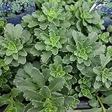 セダム：ステファニーゴールド3号ポット 3株セット ノーブランド品