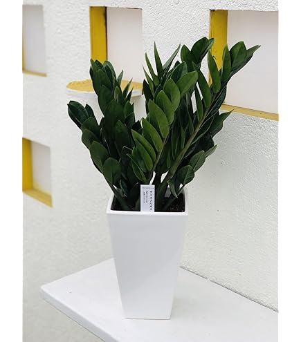 ザミオクルカス　レイヴン　苗　観葉植物　金銭樹　花卉　園芸 ザミオクルカス レイヴン 苗 観葉植物 金銭樹 花卉 園芸 【公式通販】