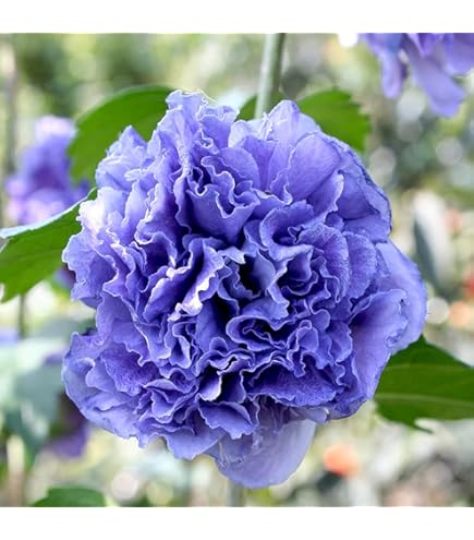 Amazon.co.jp: ハイビスカス[原種系]：フウリンブッソウゲ3号2株セット