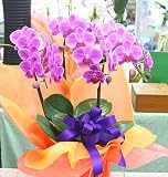コチョウラン鉢植え ピンク　お祝い・誕生日・退職など 長持ちする胡蝶蘭の花