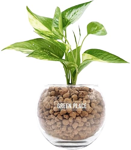 孟宗竹 地下茎 約40cm 8本 筍 孟宗竹 地下茎 約40cm 8本 筍 Amazon.co