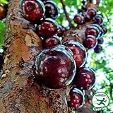 ジャボチカバ 苗 【四季成り性 ジャボチカバ】 3年生 接ぎ木 ポット大苗