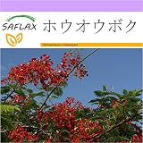 SAFLAX - ホウオウボク - 6 種 - Delonix regia