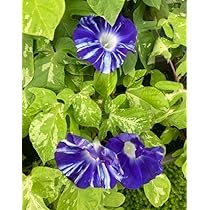 Amazon.co.jp: 日本朝顔 大輪咲朝顔 松風の種 30粒 : 食品・飲料