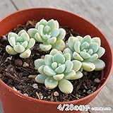 ロッティー 7.5cmポット セダム Sedum 'Rotty' 福岡県産 多肉植物 多肉 観葉植物 インテリアグリーン 寄せ植えに
