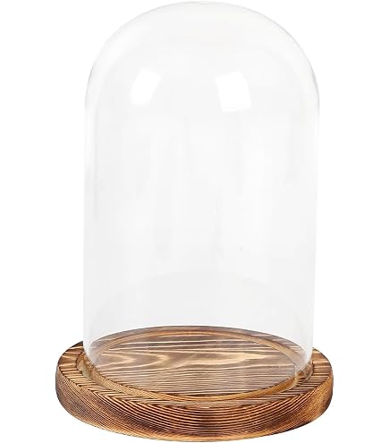 Amazon.co.jp: ダルトン(Dulton) ディスプレイ用品 グラスドーム