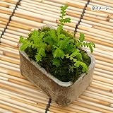 (観葉)苔盆栽 益子焼鉢植え クラマゴケ 信楽 長角 小(1鉢) 本州・四国限定[生体]