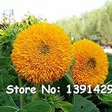 New 40pcs/bag 24 colors sunflower seeds Organic Helianthus annuus seeds ornamental flower seed sunfl