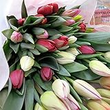 チューリップ　切花　25本入り（ご自宅用）3月末まで