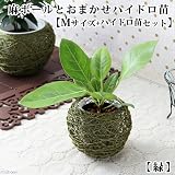 (観葉)おまかせハイドロ苗と麻ボールの鉢 緑 Mサイズ苗(1セット) 本州・四国限定[生体]