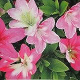 さつき 苗 【麗子 （れいこ）】 4号ポット苗