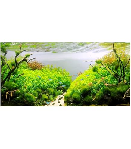 Amazon | AQUAGraphiX 水槽バックスクリーン AG-002 海底 60cm用