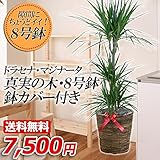 インテリアグリーン ・マジナータ（真実の木）・8号鉢・バスケット・受皿付