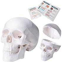 Amazon.co.jp: KIYOMARU 手のひらサイズのミニ頭蓋骨模型 人体模型