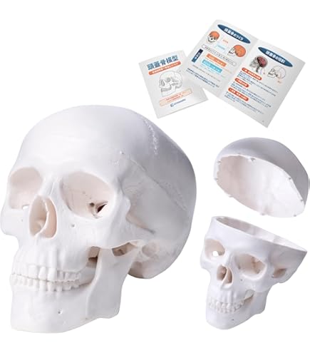 頭蓋骨　模型　骨格　標本　人体　カパラ　クマントーン　プラクルアン　呪物　魔術 頭蓋骨 模型 骨格 標本 人体 カパラ クマントーン プラクルアン 呪物