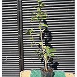 ツバキ/ヤブツバキ（藪椿）樹高0.6m前後 ポット苗 常緑高木 花色指定不可