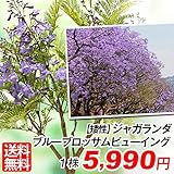 国華園　花木　矮性　ジャガランダ　ブルーブロッサムビューイング　1株【※発送が国華園からの場合のみ正規品です】