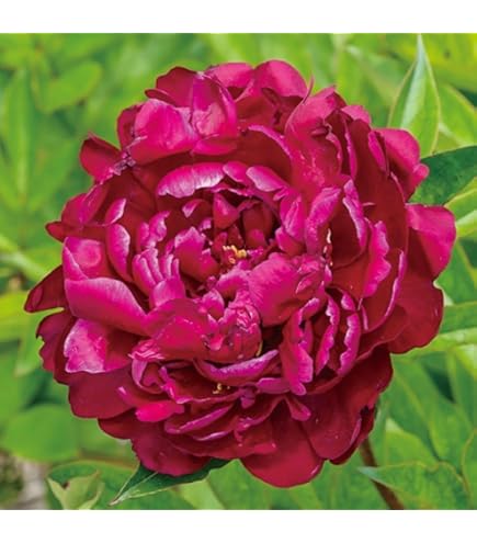 Amazon.co.jp: 芍薬 苗 ピンクハワイアンコーラル 1株 / しゃくやく